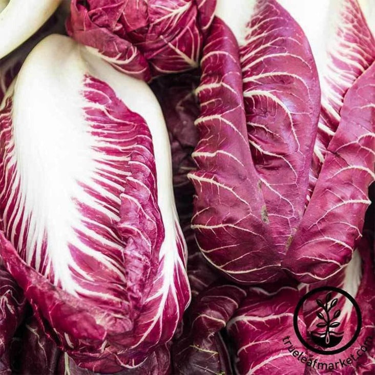 Radicchio | Rouge de Verona