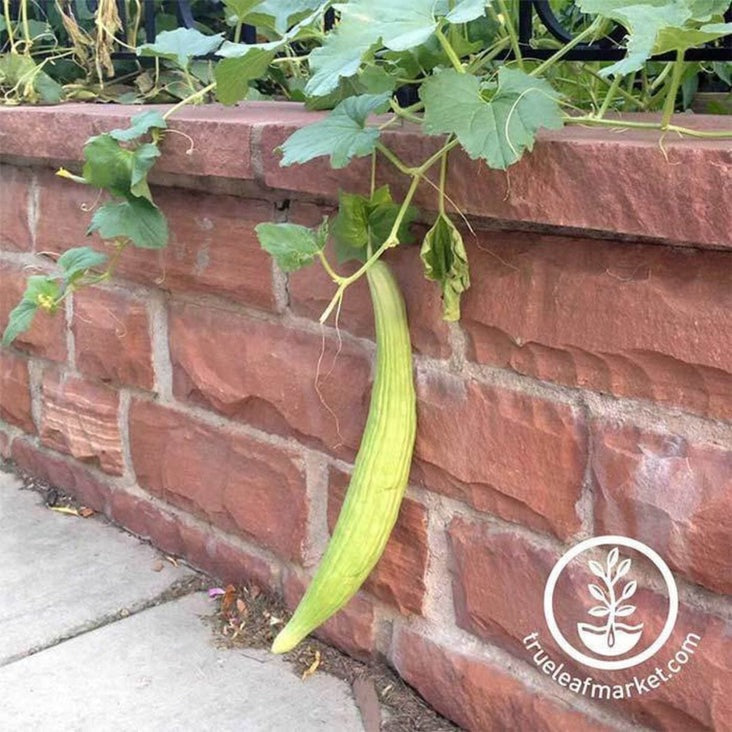 Armenian Yard-Long Cucumber Seeds | Heirloom & Non-GMO Garden Seeds