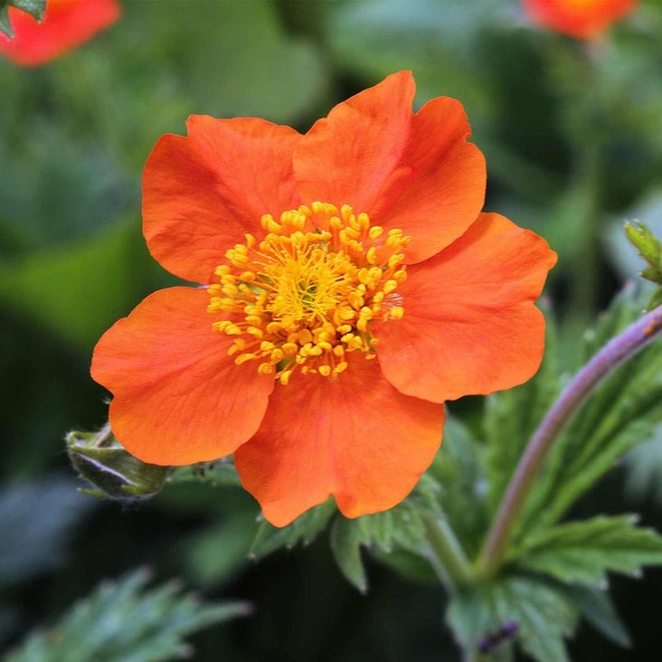 Mrs. Bradshaw Geum Flower Seeds | AKA: Avens, Scarlet or Chilean Avens