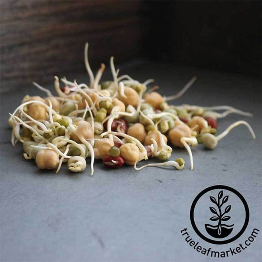 Protein Powerhouse: High Protein Bean Sprouts for Vegan Protein