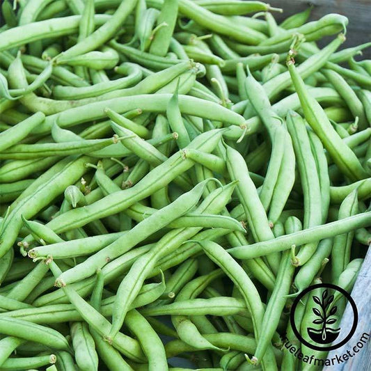 Vegetable Garden Seeds: Strike Bush Bean - Up to Bulk Wholesale