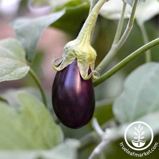 Hansel Hybrid Eggplant Gardening Seeds | Buy Vegetable Garden Seeds