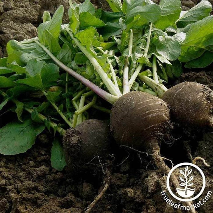 Black Spanish Round Radish Seeds | Buy Non-GMO Vegetable Seeds Online