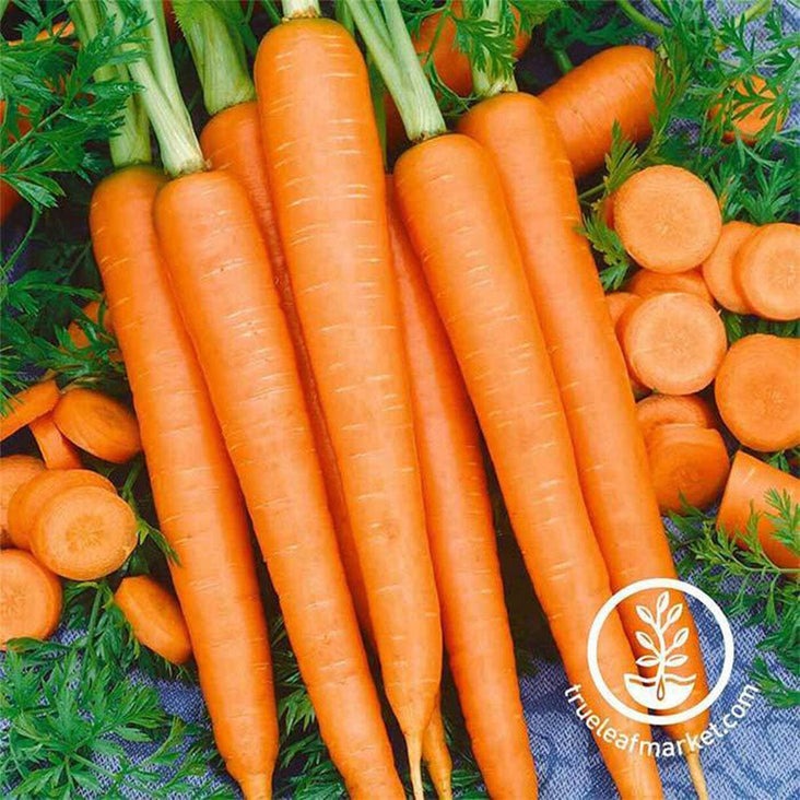 Tendersweet Carrot Vegetable Gardening Seed | Heirloom, Non-GMO Seeds