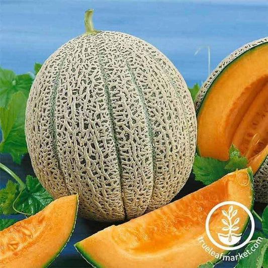 Cantaloupe Garden Seeds - Hales Best Jumbo - Non-GMO, Heirloom Melon