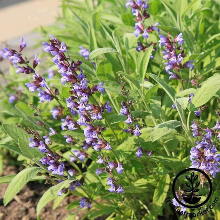 Sage Herb Garden Seed - Broad Leaved | Non-GMO, Heirloom Herb Seed