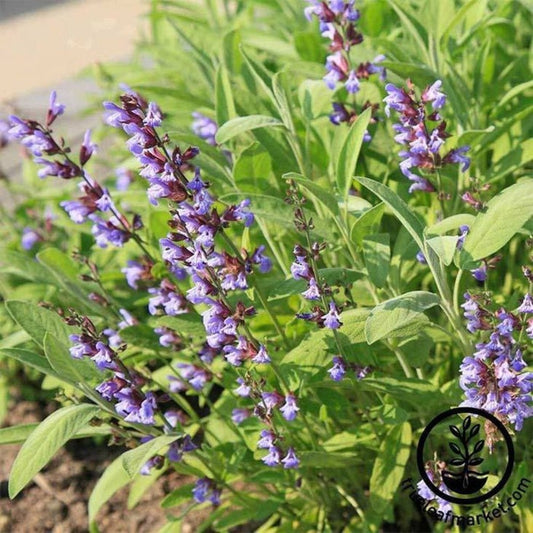 Sage Herb Garden Seed - Broad Leaved | Non-GMO, Heirloom Herb Seed