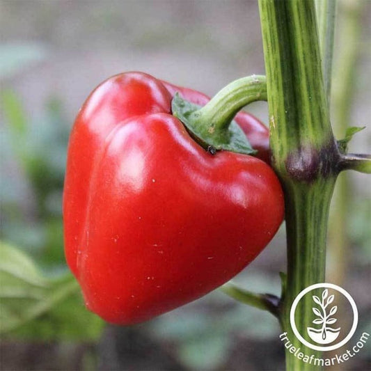 Mini Bell Red Sweet Pepper Seeds | Packet to Bulk
