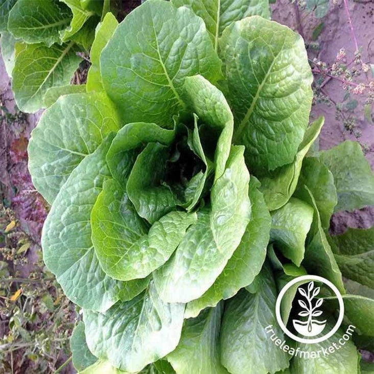 Heirloom Romaine Lettuce Seeds - Paris Island Cos | Non-GMO Vegetable