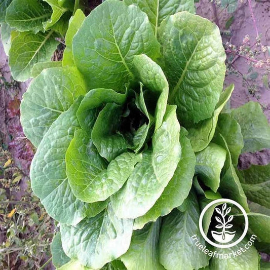 Heirloom Romaine Lettuce Seeds - Paris Island Cos | Non-GMO Vegetable