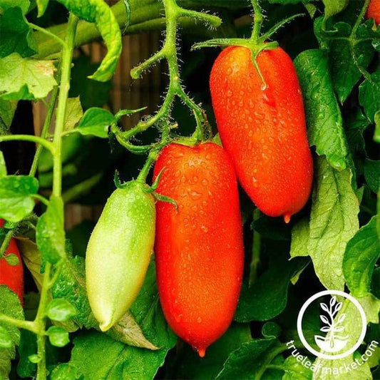 Tomato Seed | San Marzano (Determinate)