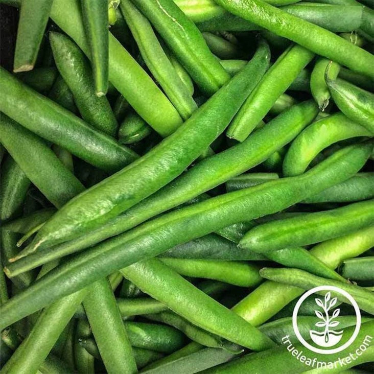 Heirloom Bush Bean Seeds - Tendergreen | Non-GMO String Bean Seeds