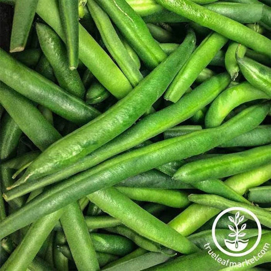 Heirloom Bush Bean Seeds - Tendergreen | Non-GMO String Bean Seeds