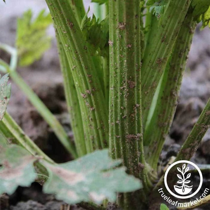 Utah 52-70 Celery Seeds | Non-GMO, Heirloom Garden Seed - Free S&H