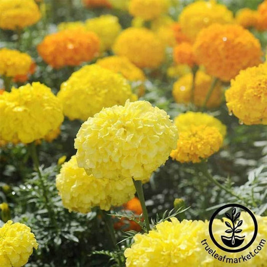 Cracker Jack Marigold Flower Seeds | Packet to Bulk - Tagetes erecta