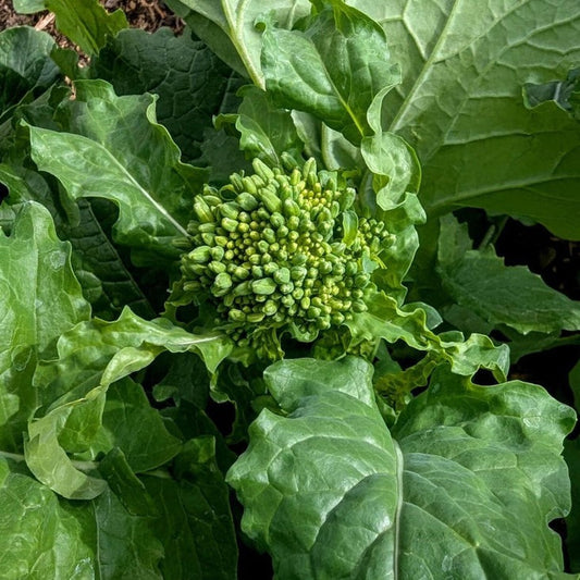 Broccoli Raab Seeds - Spring Rapini | Organic, Heirloom, Non-GMO Seeds