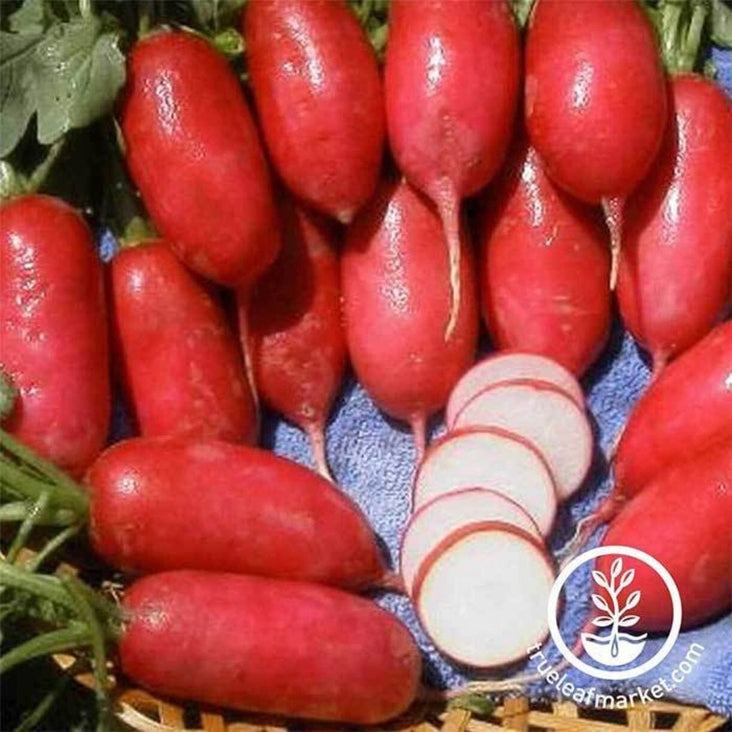 Heirloom Radish Seeds - Lady Slipper | Non-GMO Vegetable Garden Seeds
