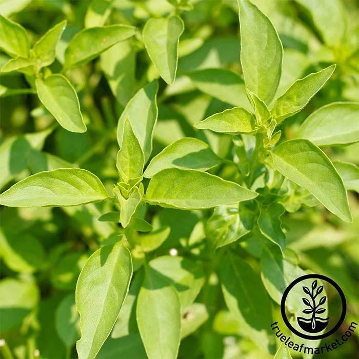 Non-GMO Basil Lemon Seeds | Basil Lemon Garden Seeds