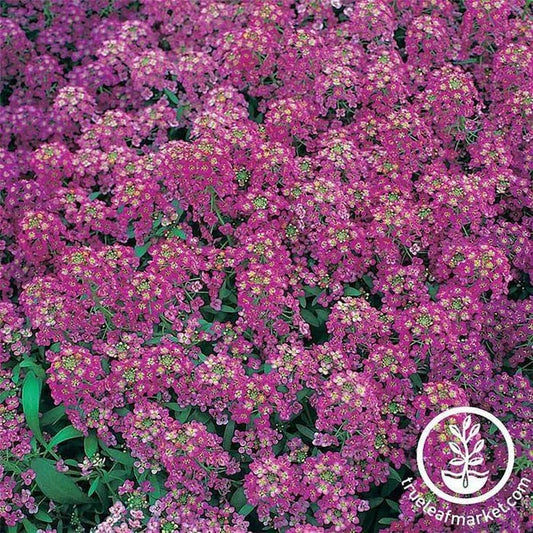 Alyssum Flower Seeds - Royal Carpet | Lobularia Maritima - Buy Seeds