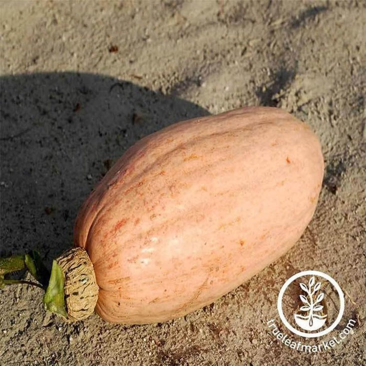 Winter Squash Seed | Pink Banana Jumbo
