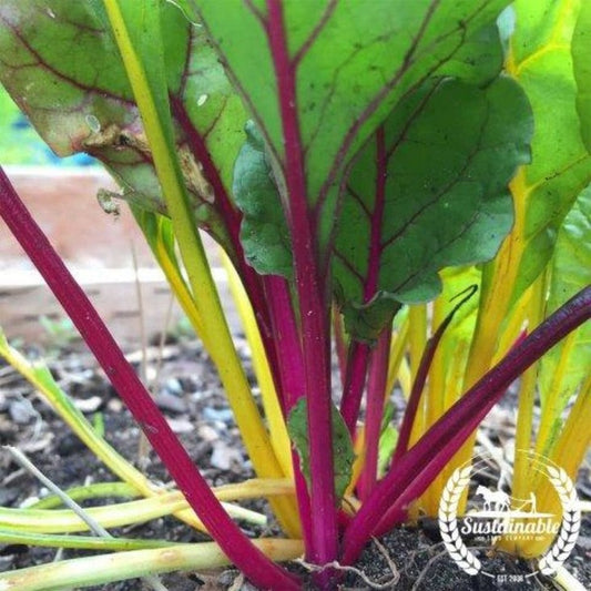 Organic Swiss Chard Seeds - Rainbow Mixture | Colorful Seed Blend