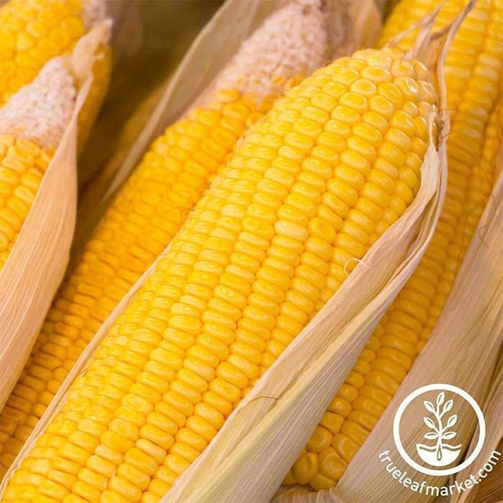 Early Sunglow Hybrid Corn Seeds - Treated - Farm & Garden - Free S&H