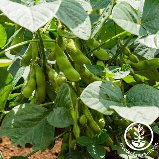 Bean Seeds - Edamame, BeSweet - Non-GMO, Heirloom Garden Soybeans