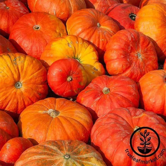Heirloom Pumpkin Seeds - Cinderella | Free S&H