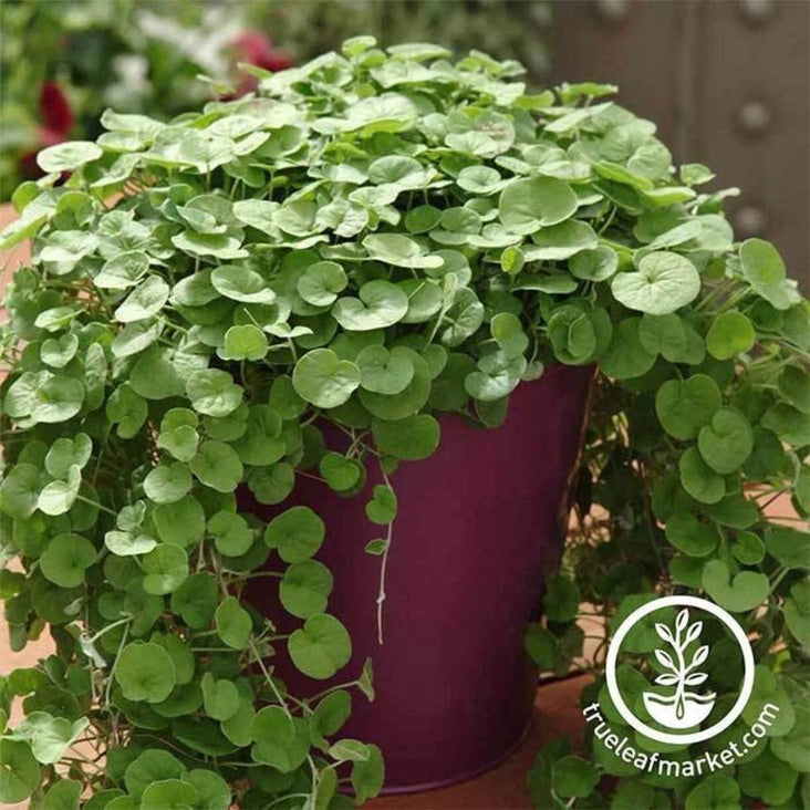 Dichondra Decorative House Plant Seeds - Emerald Falls | Kidney Weed