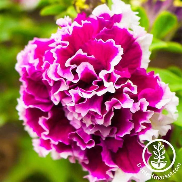 Petunia Seeds - Pirouette (pelleted) | Flower Gardening Seeds